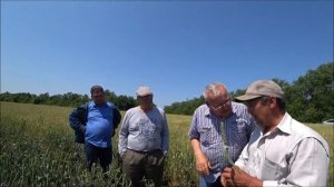 Сравнение посевов озимой пшеницы сорт Скипетр.