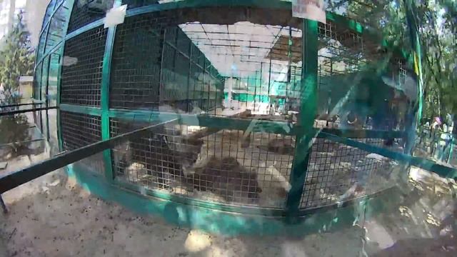 Зоопарк Фельдман Эко-парк смотреть онлайн