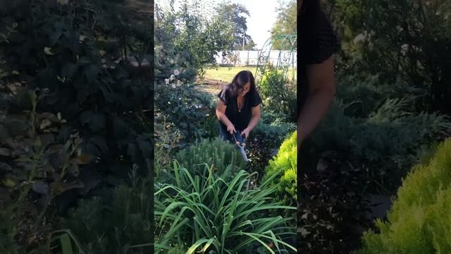 Обрезка розмарина