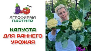 Капуста для раннего урожая