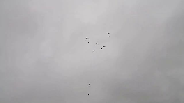 #николаевскиеголуби #голуби #голубеводство #pigeons