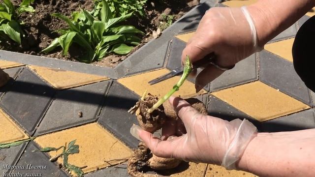 Георгины высаживаем в грунт. смотреть онлайн