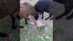 Овцы на выгуле и кормление овец