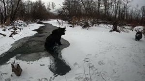 Буржуй моржуется.