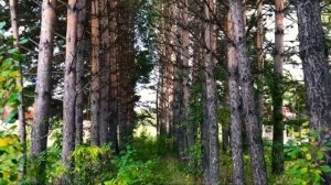 Кемерово. Березово. Река Томь. Земельный участок под базу отдыха.