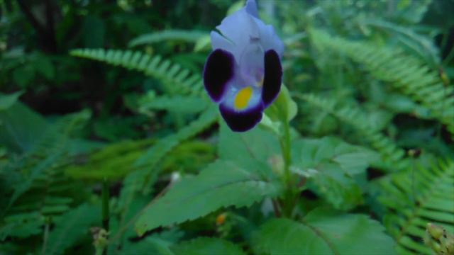 Beautiful Wishbone Flower (Torenia plant) - Relaxing Nature with nature sounds смотреть онлайн