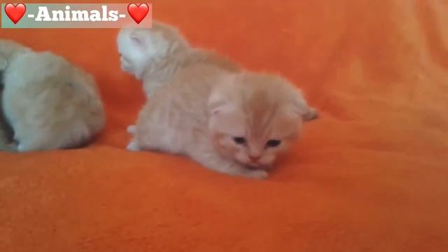 Спасение Маленьких Милых Котят от Холода на улице смотреть онлайн