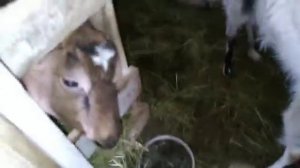 Новая планировка в козовнике. Вольеры в козовнике