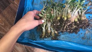 Адениум. Пересадка плохо растущих сеянцев. Часть 1