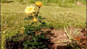 Цветение розы Голделз (Goldelse)