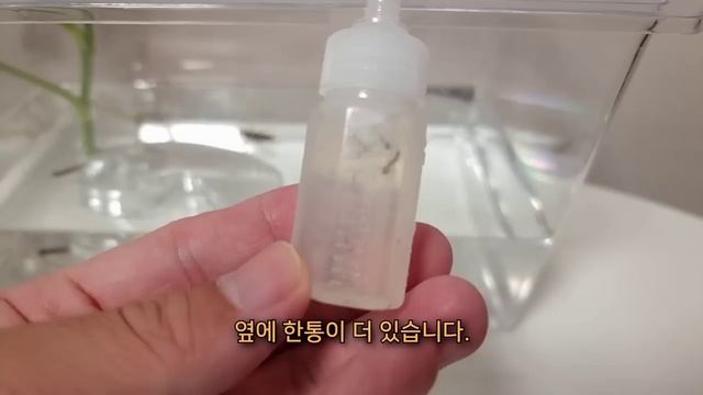 새 친구 잠자리 유충과 함께 장구벌레를 퇴치해보자! смотреть онлайн