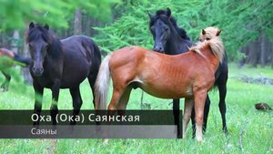 Саяны (Оха) Ока Саянская