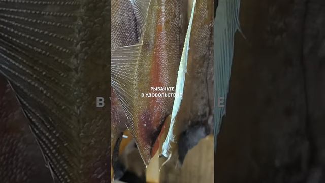 Вяленый ёрш для вас. Звоните и заказывайте.