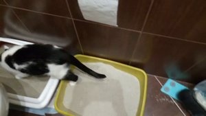 Как приучать кошку к закрытому лотку? Кошечка Элла и новый лоток