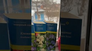 Княжик -морозостойкая ￼лиана