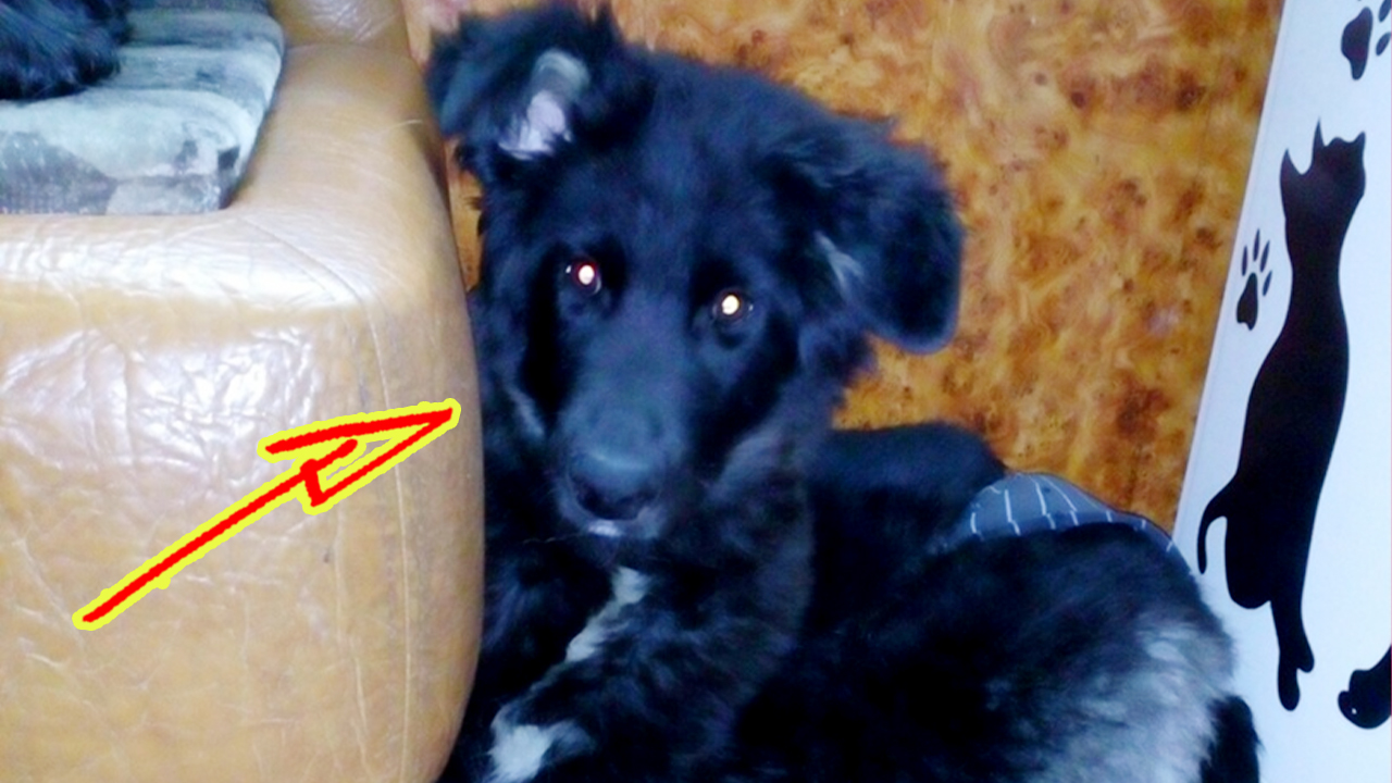 “Мамочка, помоги ему!”. Ребенок плакал, увидев щенка, лежащего на земле без движения смотреть онлайн