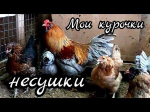 Несушки, подстилка в теплице, Мараны, выращивание бройлера в курятнике.