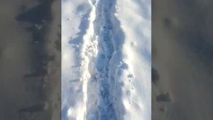 пойман фазан на петлю