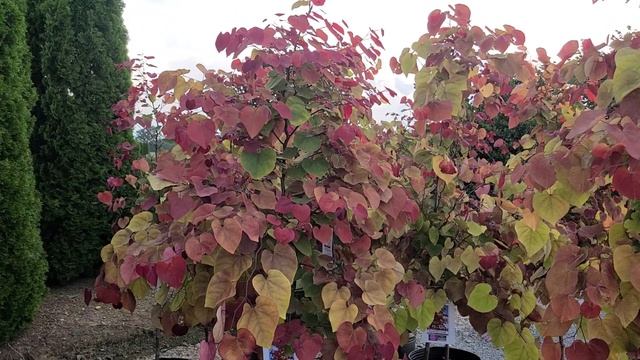 Cercis Flame Thrower (Redbud) / SPECTACULAR Small Tree - Sensational Red, Yellow & Green Leaves ??? смотреть онлайн