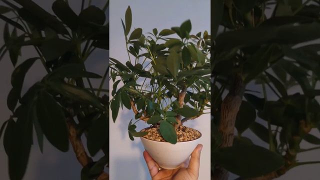 Schefflera banyan pruning #TreeVibes #Bonsai #banyanbonsai