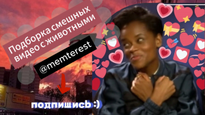 подборка смешных видео с животными