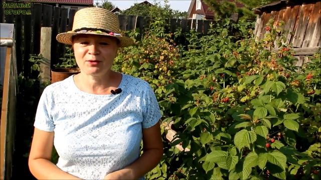 Собираем УРОЖАЙ МАЛИНЫ ведрами! Советы от ЗЕЛЕНОГО ОГОРОДА!