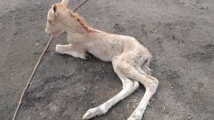 жеребенок не встаёт ((((