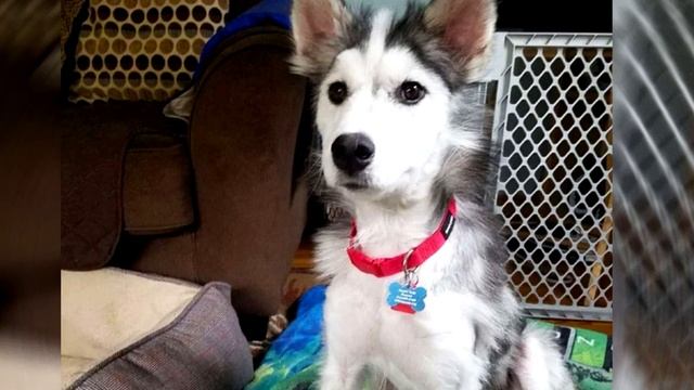 Хаски жила на стройке много лет. Посмотрите, в кого она превратилась. смотреть онлайн