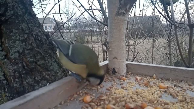 Поддержим птиц вместе! смотреть онлайн