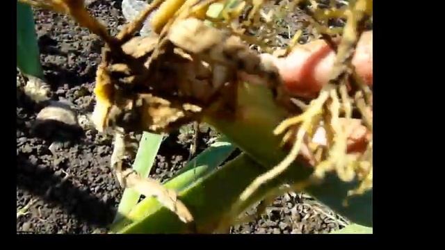 Что будет если удобрять ЦВЕТЫ свежим НАВОЗОМ?Ранимым цветоводам лучше не смотреть! смотреть онлайн