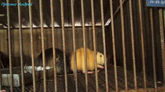 Апартаменты для Нутрии как я делал клетки размеры материал смотреть онлайн