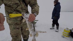 Зевник для щуки, обзор зевников для хищника Лайфхаки Советы Секреты