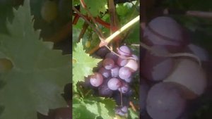 виноград сорт ЗЕФИР