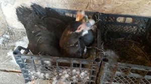 Индоутки сели на яйца в одно гнездо