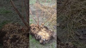 Корректировка в рядах голубики.