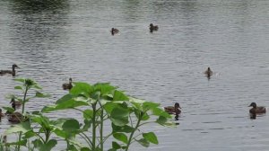 академ 31.07.24