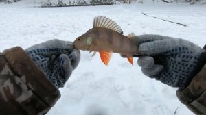 ДВЕ САМЫХ ДОРОГУЩИХ РЫБКИ))) И ПРИРОДА СЕВЕРА! ДИКИЕ РЫБОЛОВНЫЕ МЕСТА ЯМАЛА, МОРЕ РЫБЫ, КЛЁВА НЕТ!