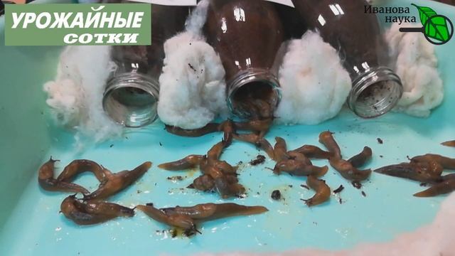 ЛЮБЯТ ЛИ СЛИЗНИ КОФЕ И КОФЕЙНУЮ ГУЩУ? СТАВЬТЕ ЛАЙКИ, ЕСЛИ ЭТО ИНТЕРЕСНО! УЗНАЕМ НА ИВАНОВОЙ НАУКЕ! смотреть онлайн