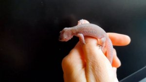 Мак Сноу Паттернлесс, изменение оттенков.