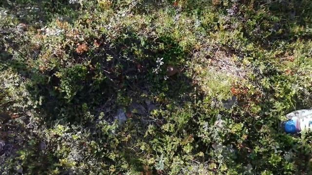 Грибов.net - пробная вылазка смотреть онлайн