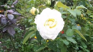 РОЗА???ПИНК ПАРАДИЗ ???ГЛАМУР И НЕЖНОСТЬ ???...