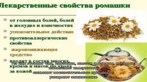 Трава манжетка — лечебные свойства и противопоказания боговой слезки