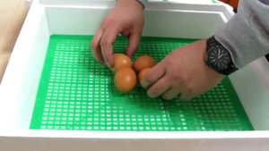 Инкубатор для яиц "Квочка" с цифровым терморегулятором и ламповым нагревом