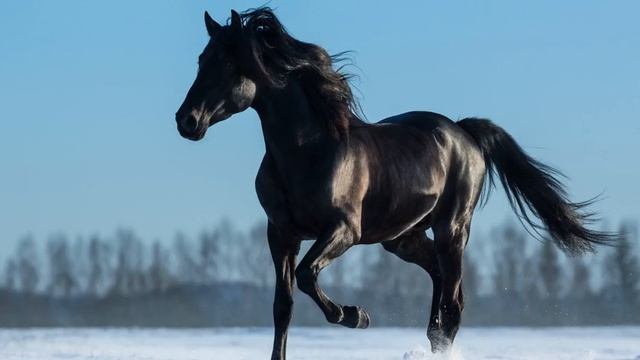 Бахталэ рома- на вороном коне смотреть онлайн