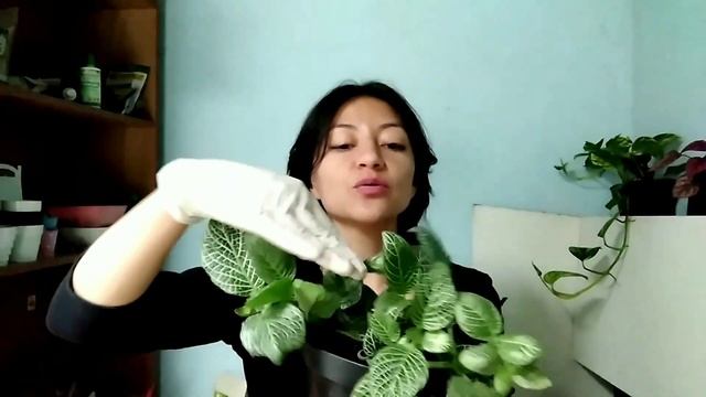 Cómo cuidar la FITTONIA | Guía COMPLETA de CUIDADOS plantas abrecaminos o FITONIAS | Neea Flora смотреть онлайн