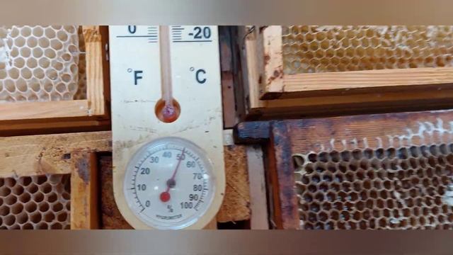 Как собрать много пыльцы в деревянный улей, через донный пыльцеуловитель. смотреть онлайн