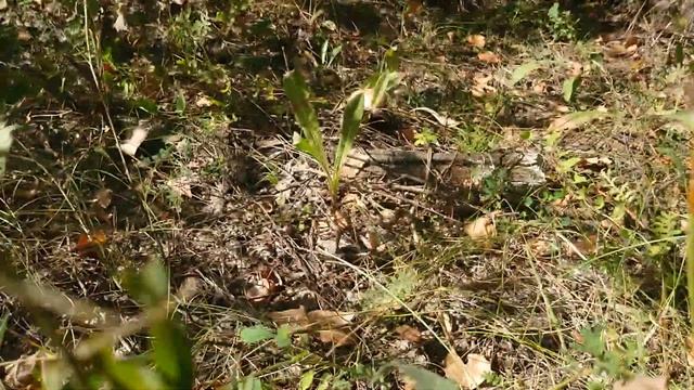 Пора собирать шиповник, боярышник, черноплодку, калину.. смотреть онлайн