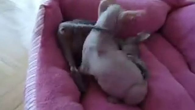 PETERBALD KITTENS ^:^ CAT ^:^ RUSSIAN SPHYNX^:^ 2011-14 19