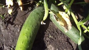 Мои огурцы ЗОЗУЛЯ