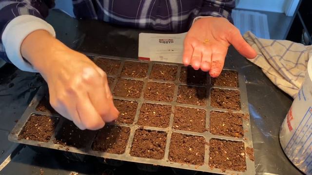 PLANTING ANNUAL GERANIUM SEEDS(pelargonium not perennial hardy geranium)🌱🌞 смотреть онлайн